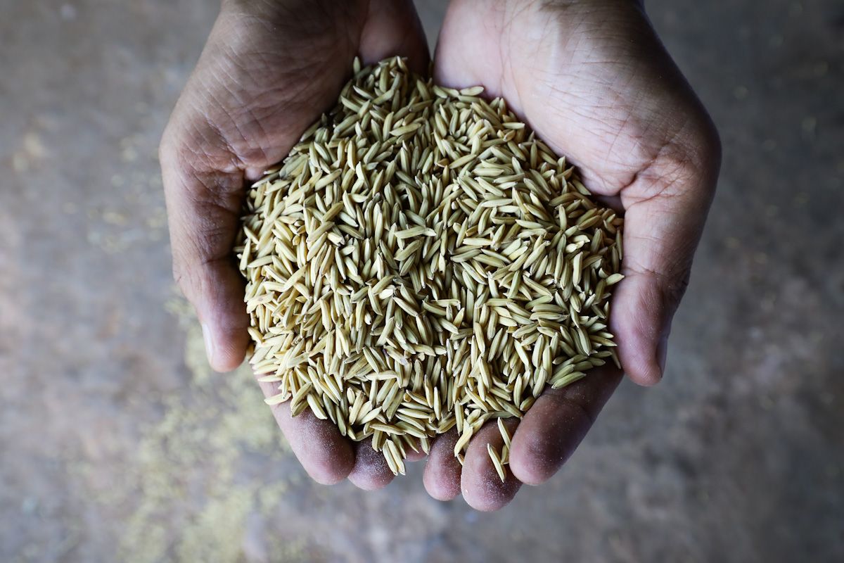JPDE: Sawah terosot kembali produktif, hasil padi melonjak 7.5 tan sehektar