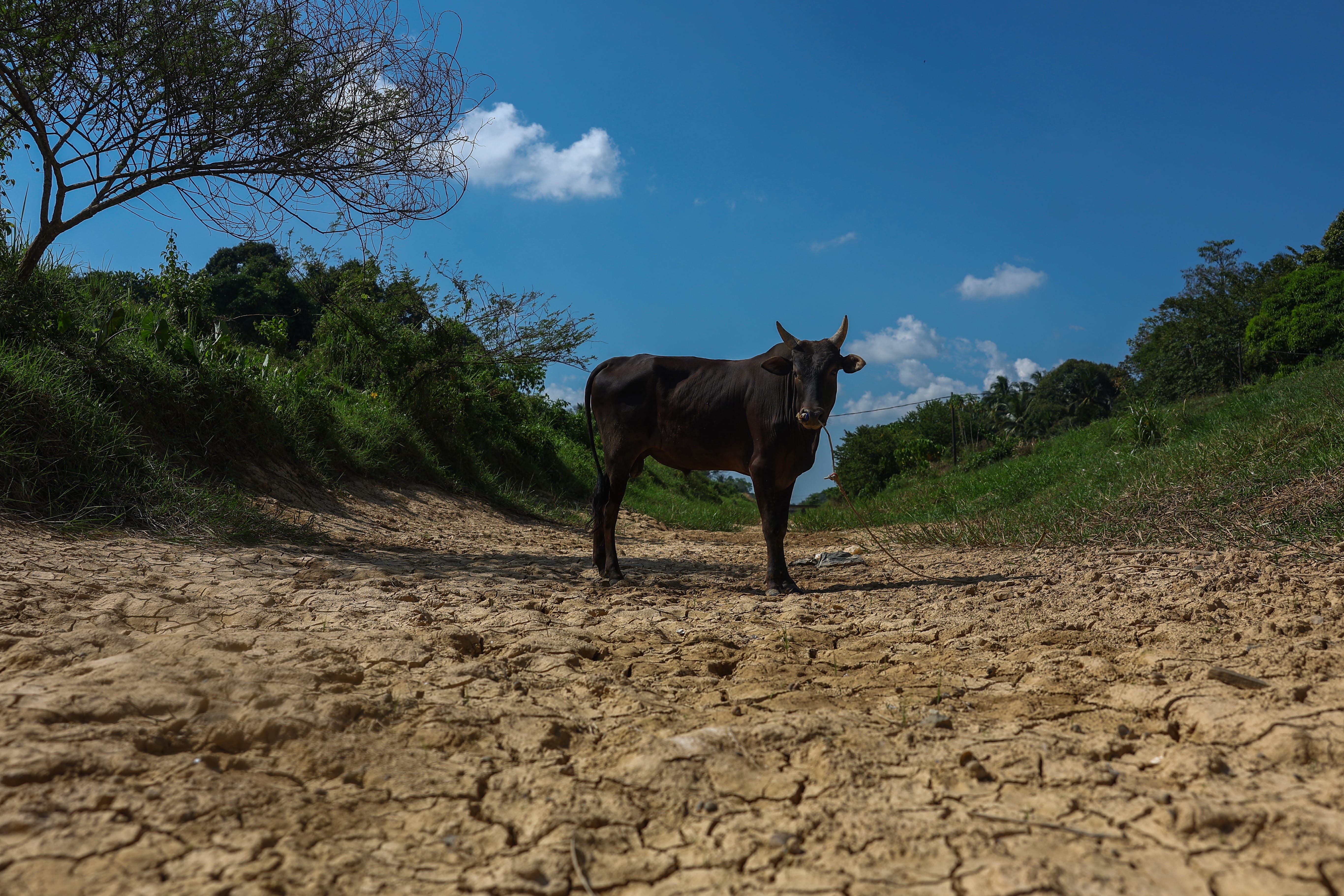 Cuaca panas jejas ekosistem, risiko kemarau dan kebakaran semakin meningkat