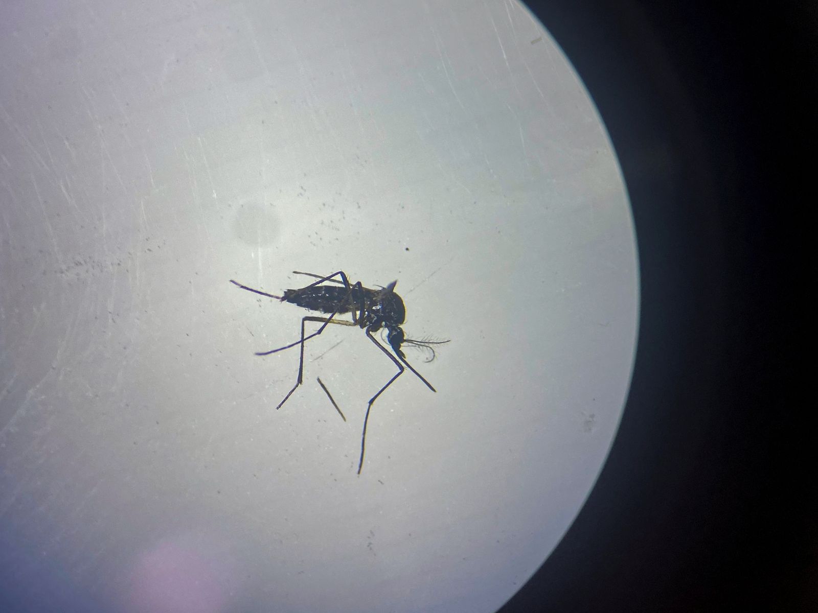 Kes denggi Malaysia naik 66 peratus, kematian melonjak 93.8 peratus