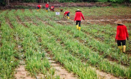 Sektor pertanian sumbang RM8.68 bilion kepada ekonomi Selangor