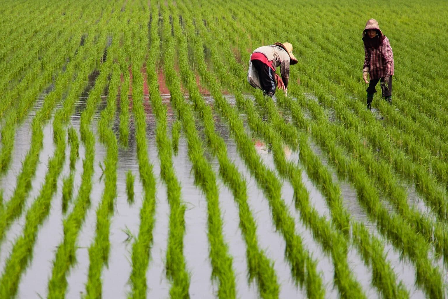 Sektor pertanian sumbang RM8.68 bilion kepada ekonomi Selangor