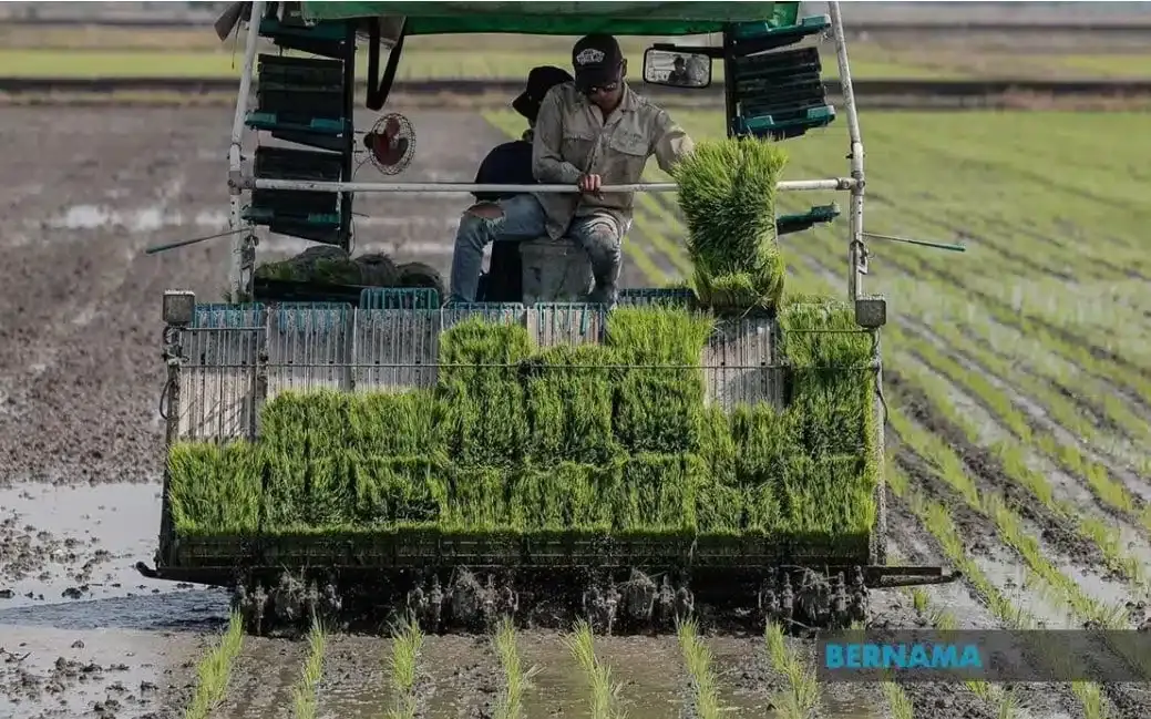 JPDE: Sawah terosot kembali produktif, hasil padi melonjak 7.5 tan sehektar