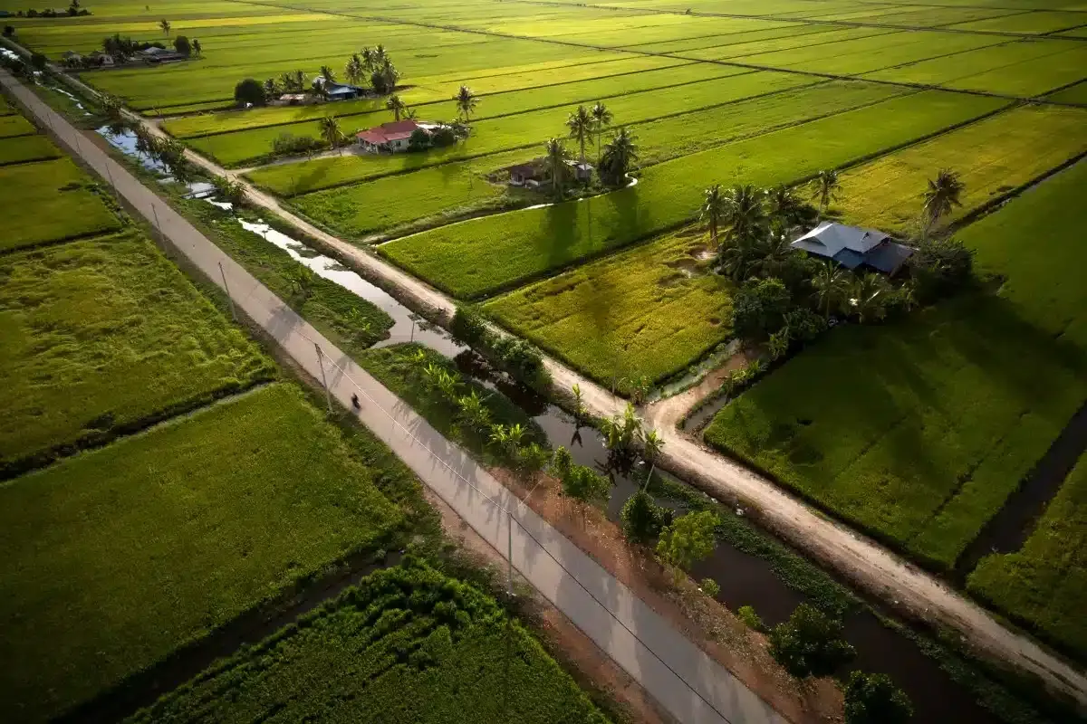 JPDE: Sawah terosot kembali produktif, hasil padi melonjak 7.5 tan sehektar