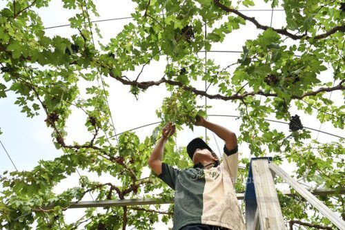 Sektor pertanian sumbang RM8.68 bilion kepada ekonomi Selangor