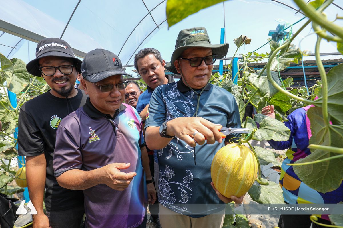 MASMELON dipilih nama rasmi melon lembut premium Selangor