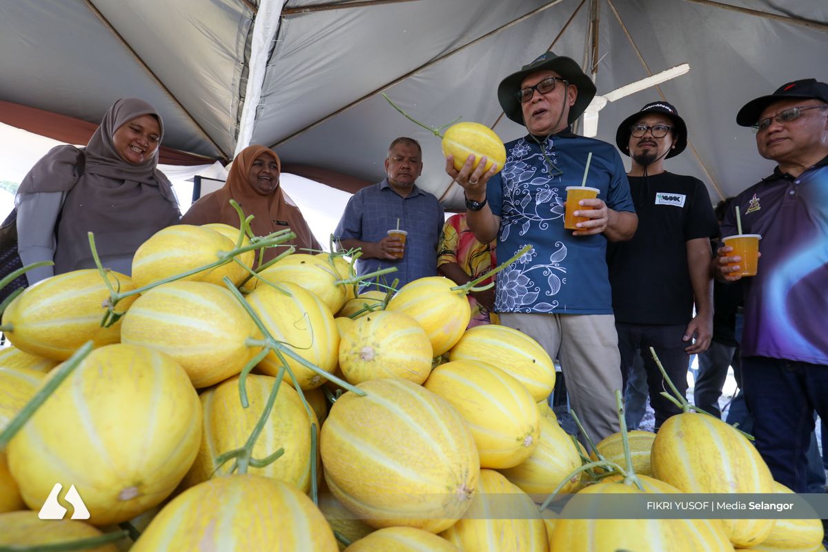 Selangor berjaya hasilkan melon lembut, orang ramai dipelawa cadang nama sesuai