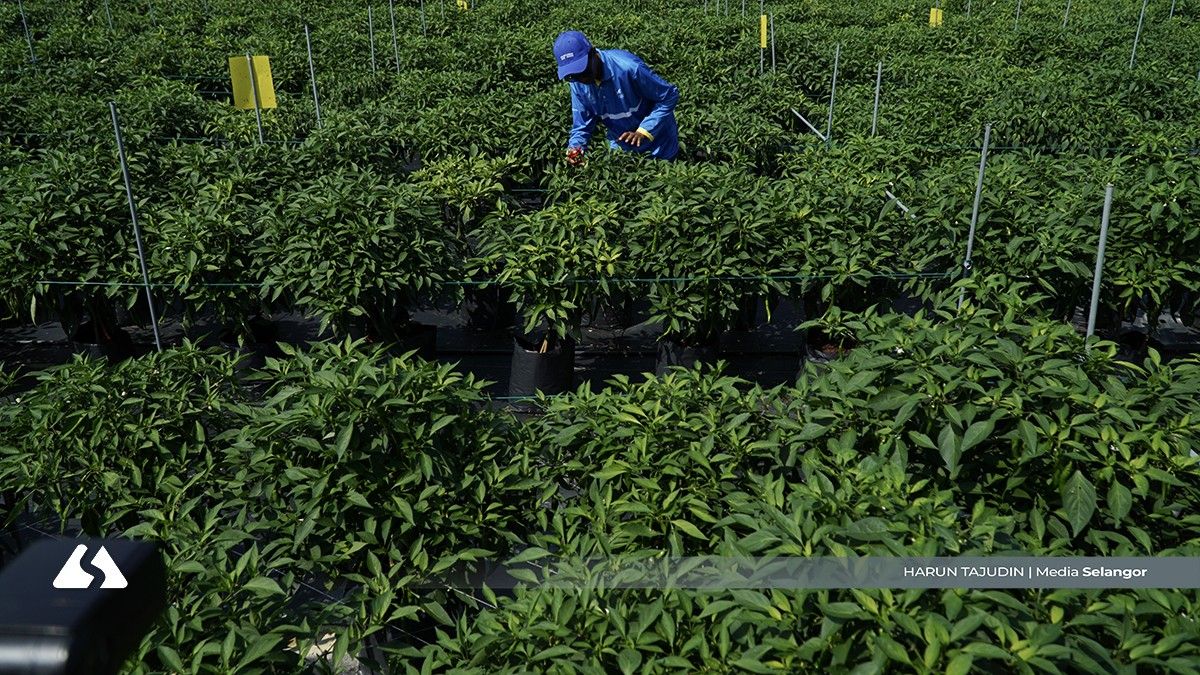 Program agroekonomi ubah nasib 48 asnaf, raih pendapatan RM4,000 sebulan