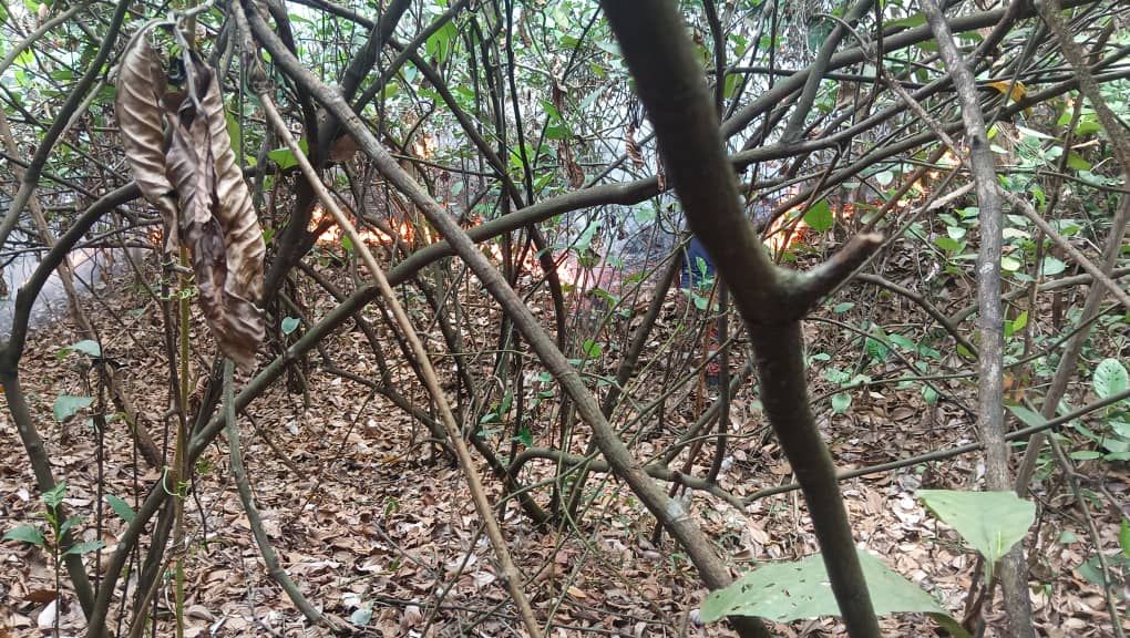 Bomba: Hampir tujuh ekar hutan terbakar berhampiran Masjid Negeri Selangor