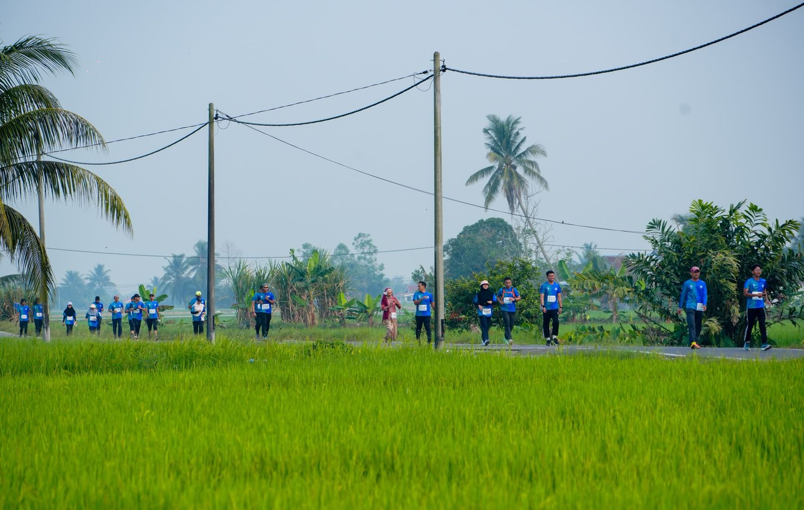 Larian Sawah Padi Tanjong Karang tonjol keindahan, rancak agropelancongan