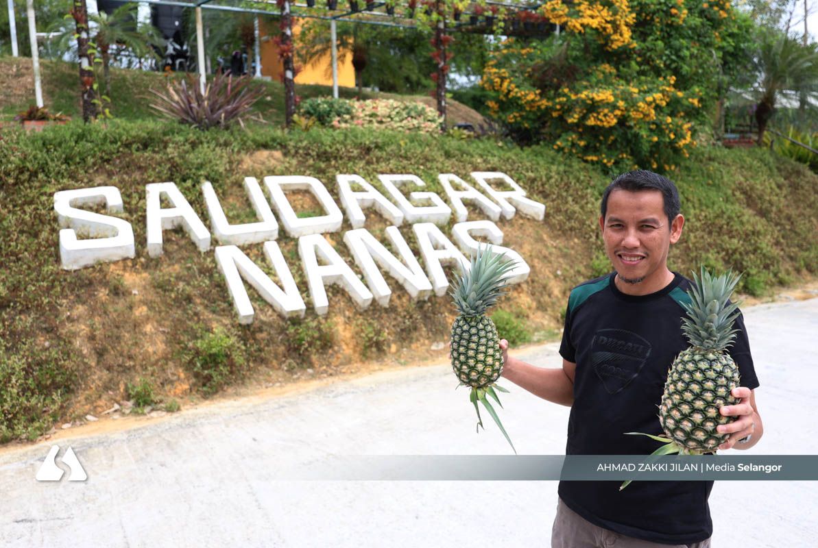 Nanas ubah nasib, dari hilang segalanya ke Ikon Agro Selangor